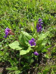 Primula amoena