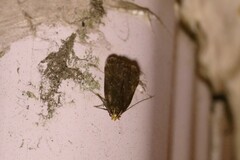 Dichomeris juncidella