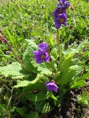 Primula amoena