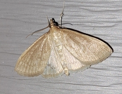 Framinghamia helvalis