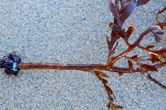 Seirococcus axillaris