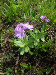 Primula algida