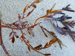 Seirococcus axillaris