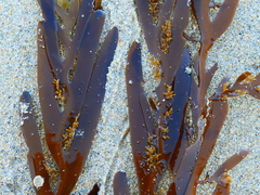 Seirococcus axillaris