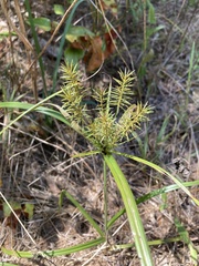Cyperus refractus