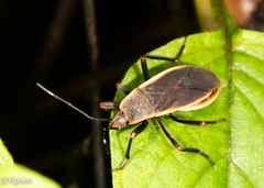 Iphita limbata
