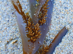 Seirococcus axillaris