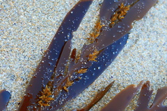 Seirococcus axillaris