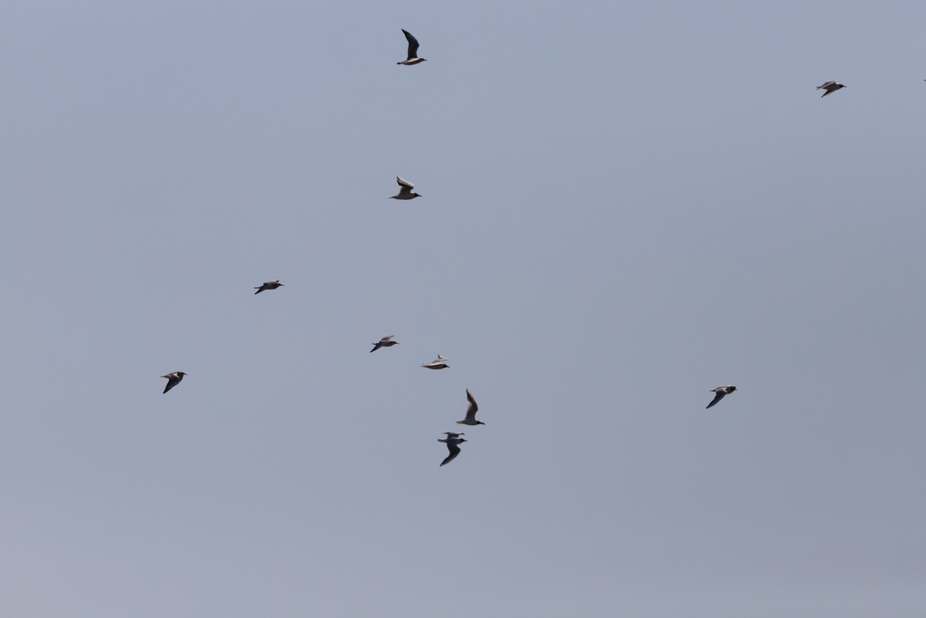 Black-headed Gull from Hammarland, Ahvenanmaa on July 20, 2022 at 01:09 ...