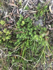 Stenanthera pinifolia