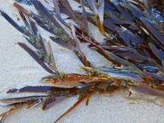 Seirococcus axillaris
