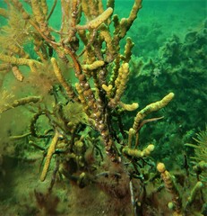 Stigmatopora narinosa