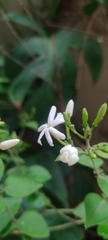 Jasminum sambac
