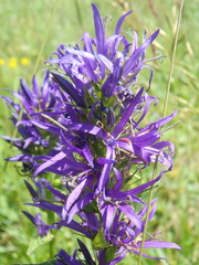 Asyneuma campanuloides