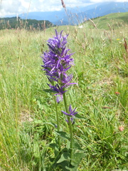 Asyneuma campanuloides