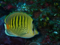 Chaetodon punctatofasciatus