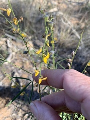 Crotalaria dissitiflora