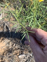 Crotalaria dissitiflora