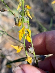 Crotalaria dissitiflora