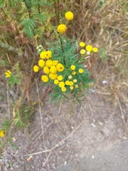 Tanacetum vulgare