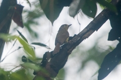 Tricholestes criniger