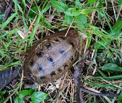 Indotestudo elongata