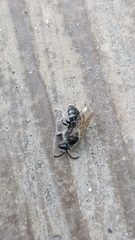 Andrena