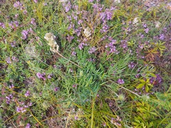 Oxytropis oxyphylla
