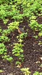 Turdus migratorius
