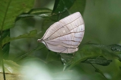 Amathuxidia amythaon