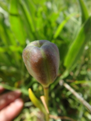 Fritillaria latifolia