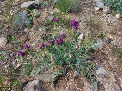 Oxytropis nitens