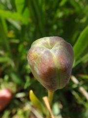 Fritillaria latifolia