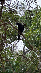 Corvus splendens