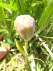 Fritillaria latifolia