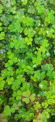 Oxalis