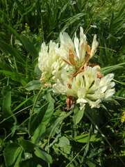 Trifolium ochroleucon