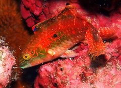 Oxycheilinus bimaculatus