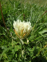 Trifolium ochroleucon