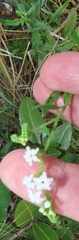 Heliotropium steudneri
