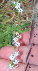 Heliotropium steudneri