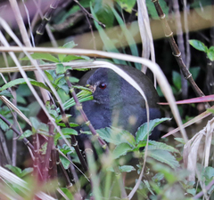 Pardirallus nigricans