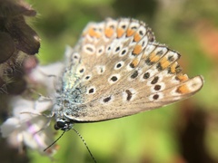 Polyommatus icarus