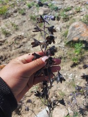 Delphinium triste
