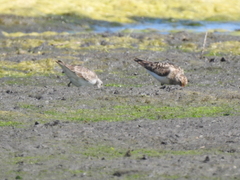 Calidris minuta