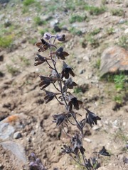 Delphinium triste
