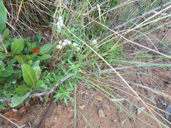 Heliotropium steudneri