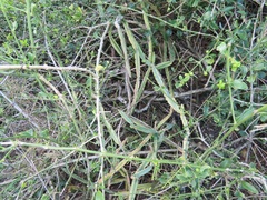 Cissus quadrangularis