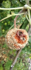 Monilinia fructigena