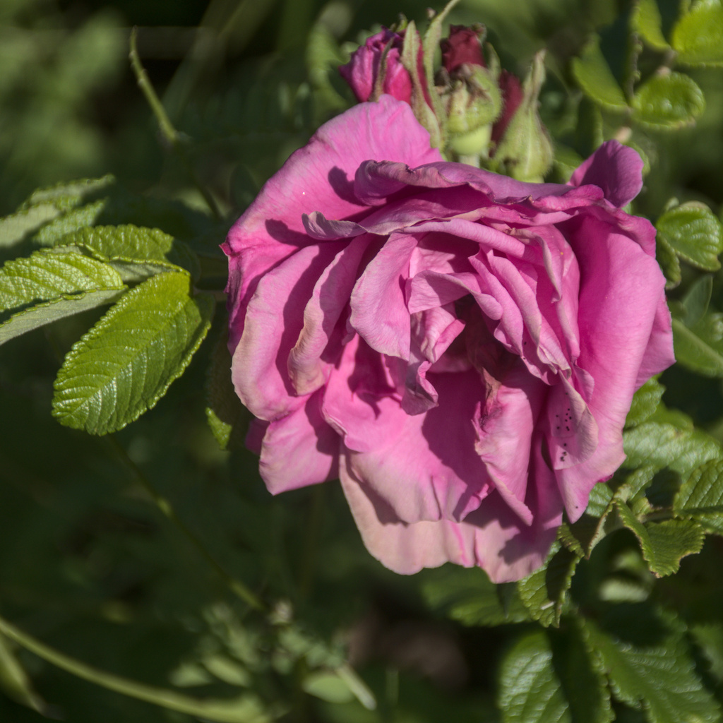 rugosa rose from Артинский район, Свердловская область, Россия on July ...